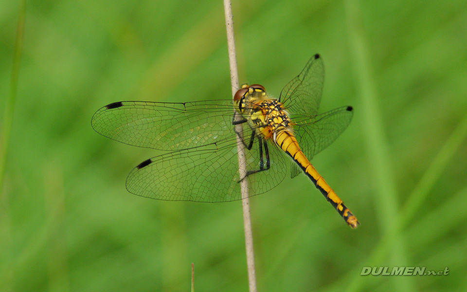 Black Darter (Female, Sympetrum danae)